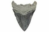 Fossil Megalodon Tooth - South Carolina #365757-2